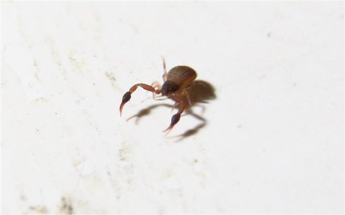 Pseudoescorpiones da Costa de Caparica in Portogallo: Geogarypidae